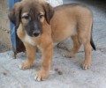 Ο σκύλος Λάκι των μαρμαράδικων στο Μαρούσι Αττικής χρειάζεται σπιτικό